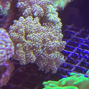 Euphyllia Cristata Octofrogspawn Branch Neon