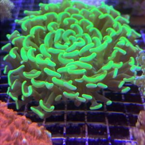 Euphyllia ancora Wall Hammer Green Neon