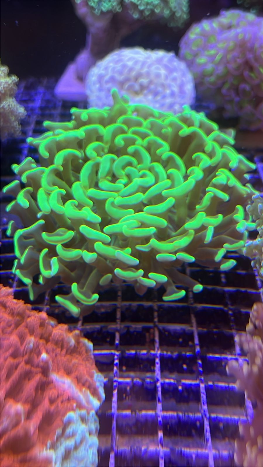 Euphyllia ancora Wall Hammer Green Neon