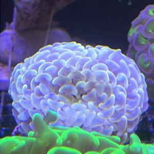 Euphyllia ancora Wall Hammer Orange Neon