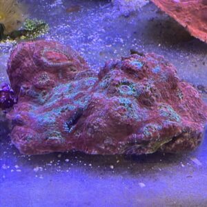 Echinopora Lamellosa Chalice Grado A (M)