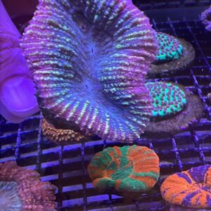 Lobophyllia Brain Lobo Bi-Color Grade A (S)