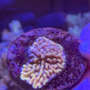 Montipora Jason Fox Orange