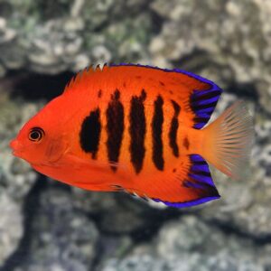 Centropyge loricula (Ángel Llama)