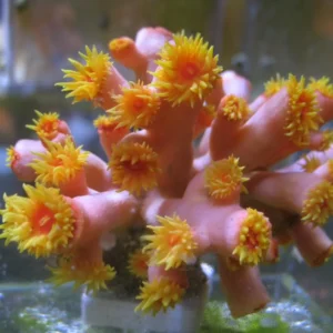 Dendrophyllia Fistula