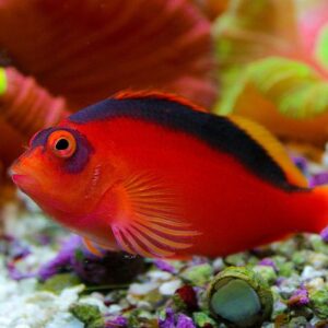 Neocirrhites armatus (Halcón Rojo Fuego)