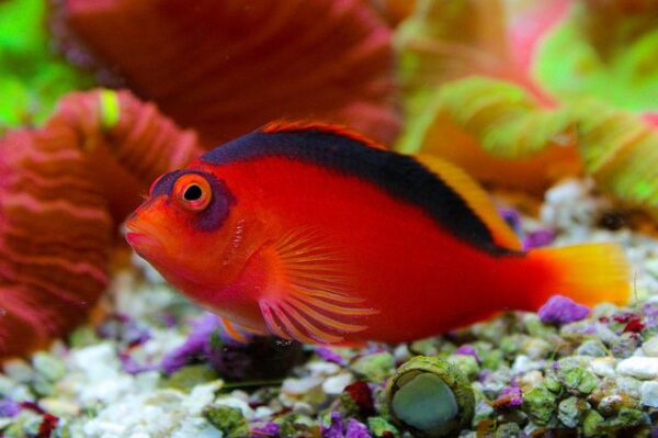 Neocirrhites armatus (Halcón Rojo Fuego)