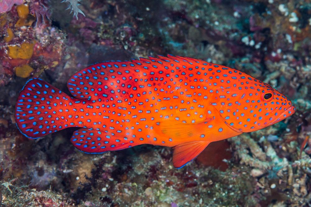 Cephalopholis Miniata Small - Imagen 2