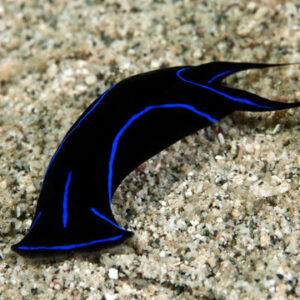 Chelinodura Varians