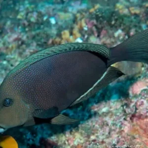 Ctenochaetus Marginatus