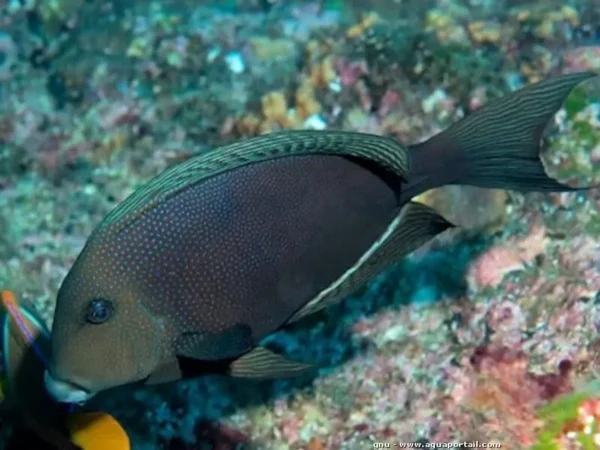 Ctenochaetus Marginatus
