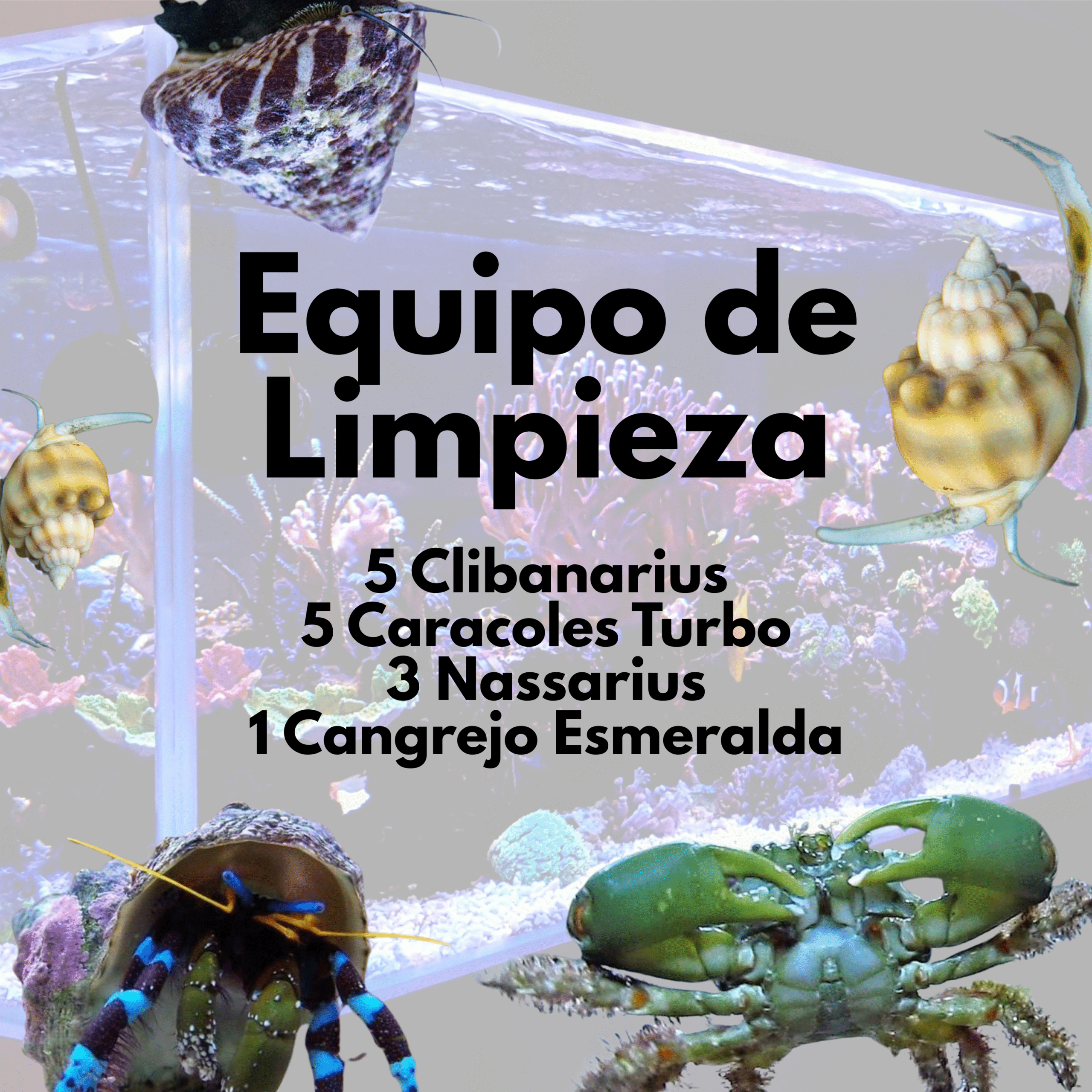 Equipo de Limpieza (Invertebrados)