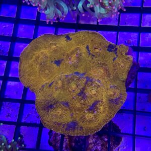 Echinophyllia Spp. Chalice Smooth Gold