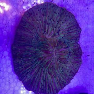 Fungia Molucensis
