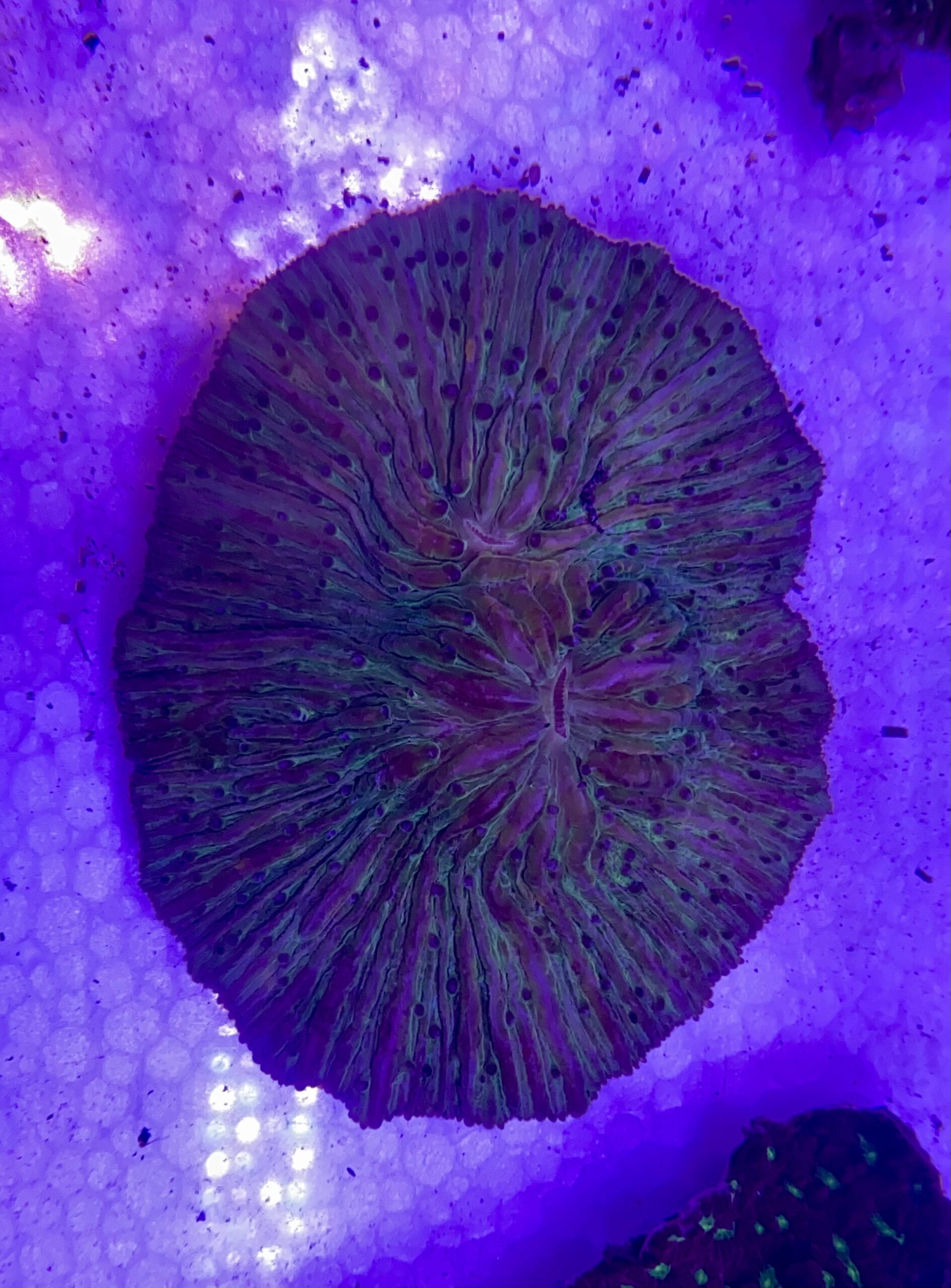 Fungia Molucensis