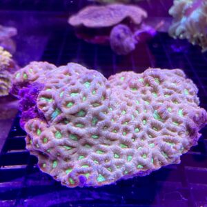Favite sp. “Pineapple Coral Creatter” Pink Based