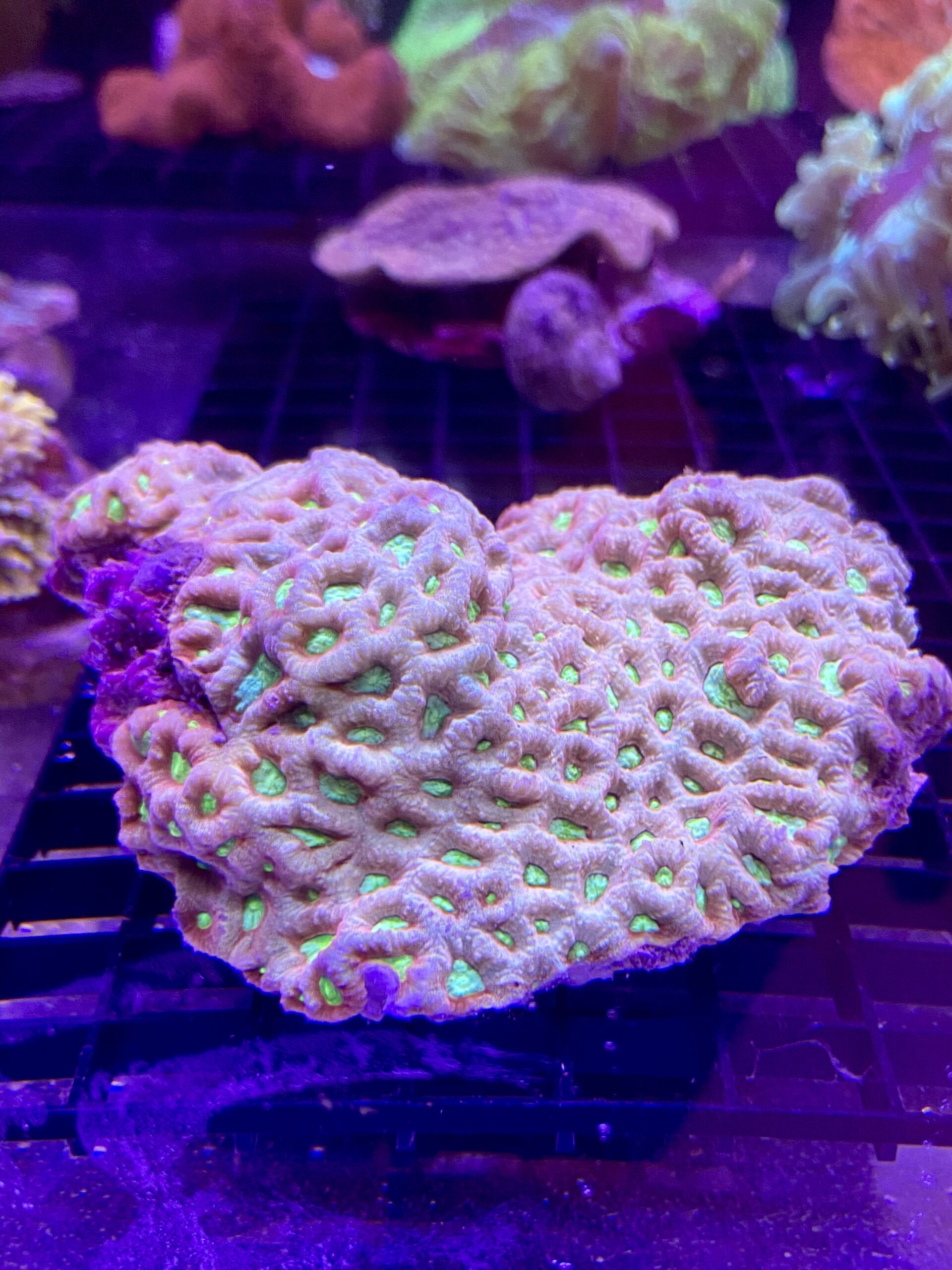 Favite sp. “Pineapple Coral Creatter” Pink Based