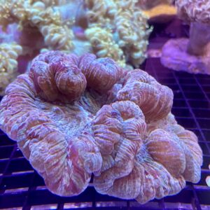 Wellsophyllia Radiata Ultra Colour