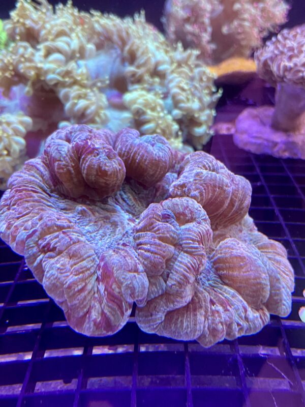 Wellsophyllia Radiata Ultra Colour