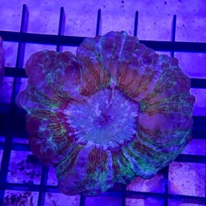 Indophyllia Cynarina Lacrimalis Green Stripes M