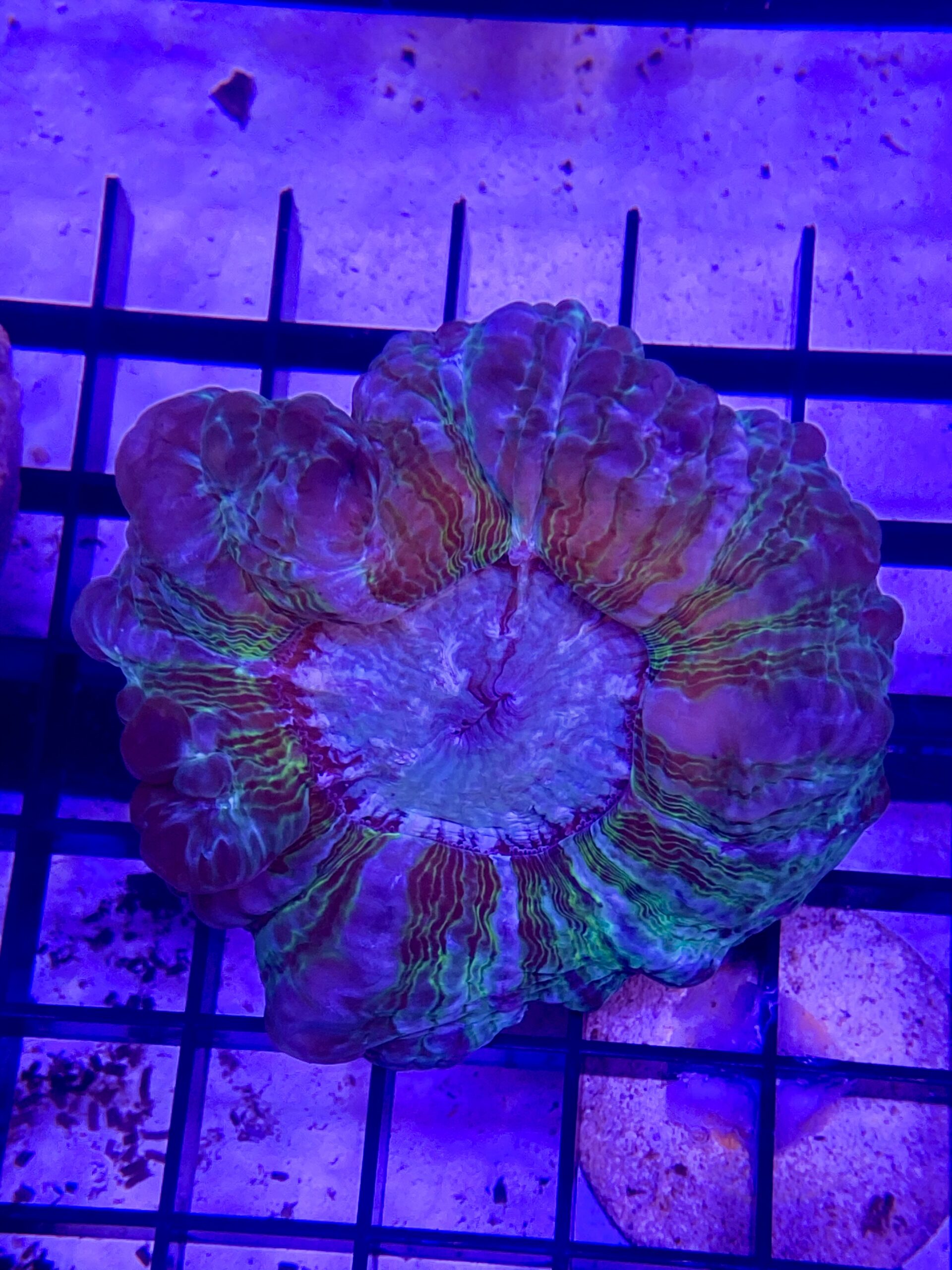 Indophyllia Cynarina Lacrimalis Green Stripes M