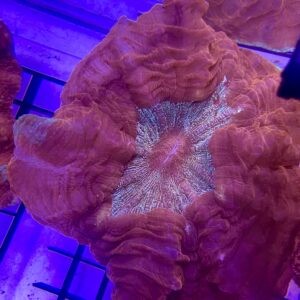 Acanthophyllia Deshayesiana Donut Red Metallic