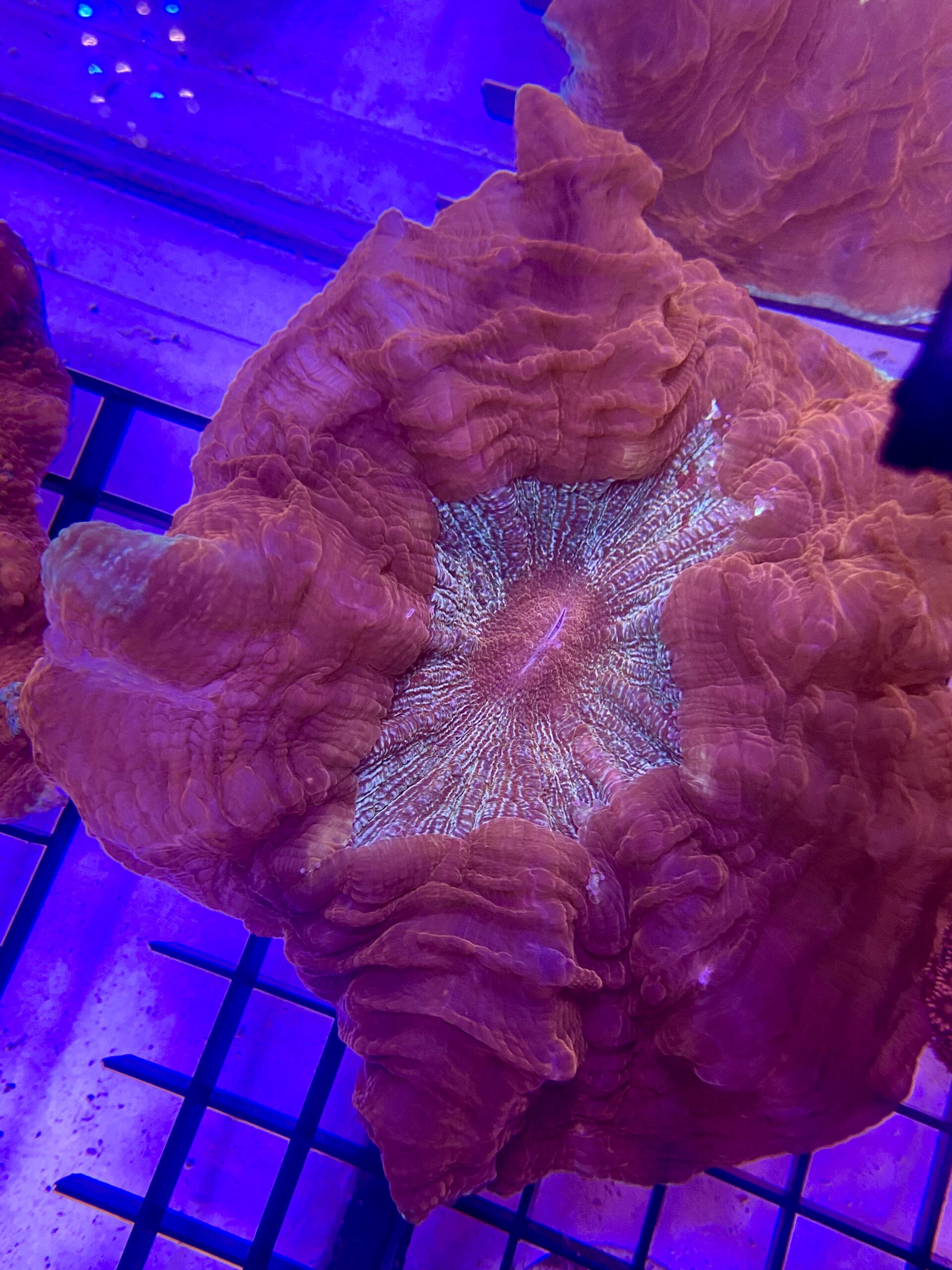 Acanthophyllia Deshayesiana Donut Red Metallic