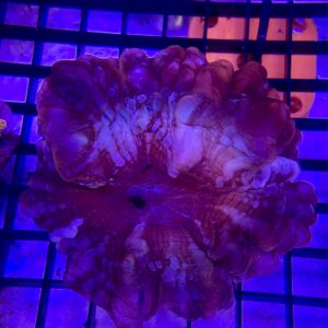 Indophyllia Cynarina Lacrimalis Red Stripes M