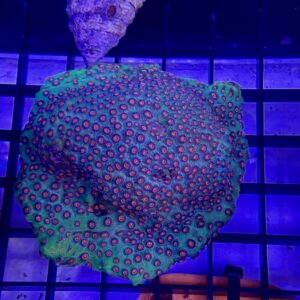 Cyphastrea Serailia Meteor Shower