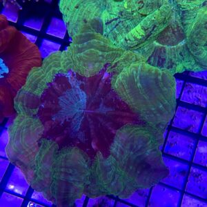 Acanthophyllia Deshayesiana Donut Green Metallic