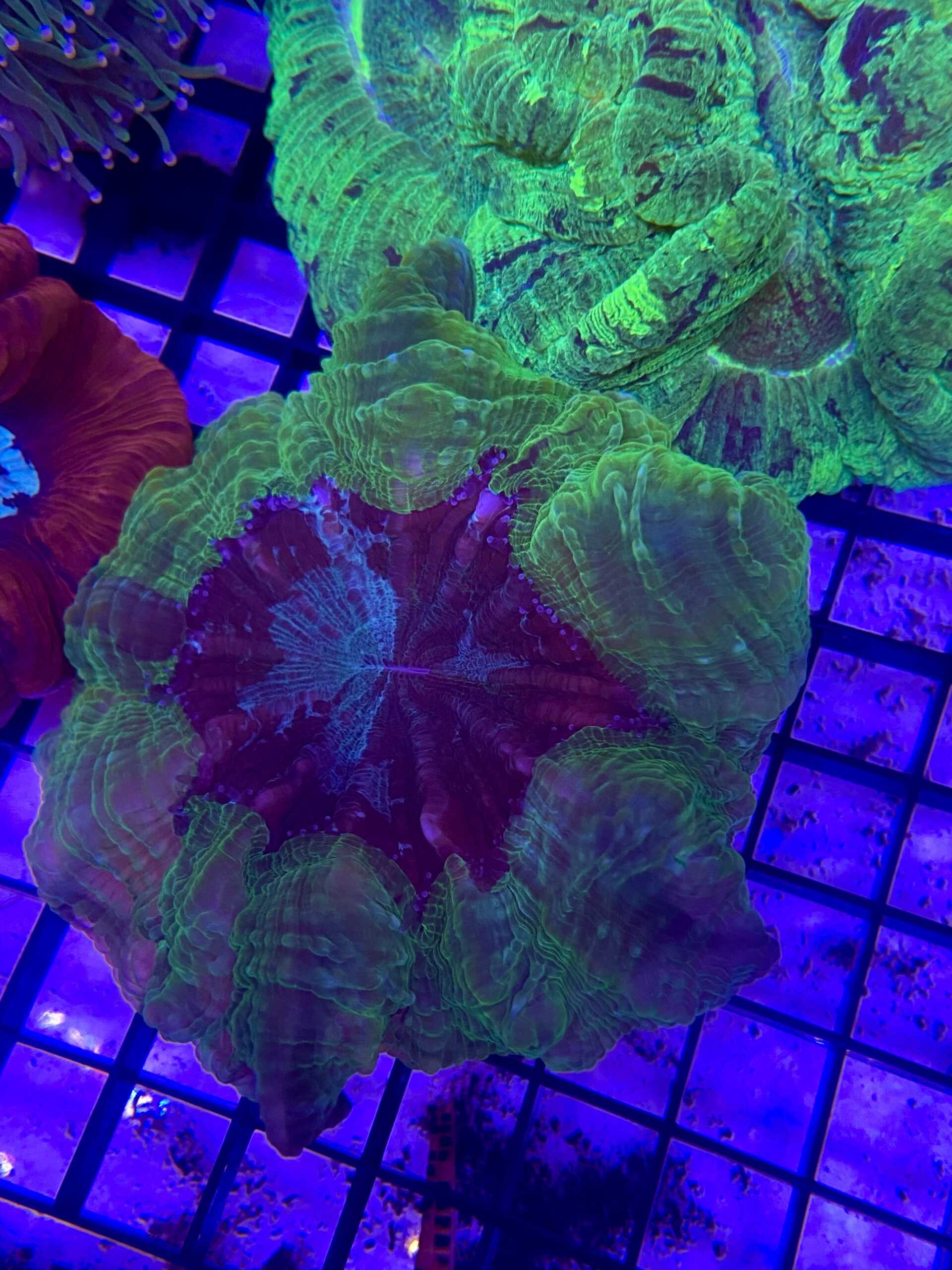 Acanthophyllia Deshayesiana Donut Green Metallic