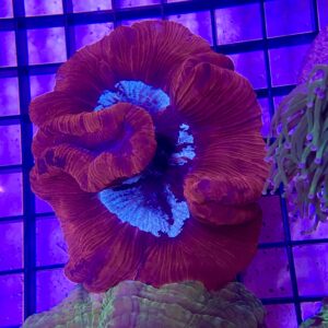 Wellsophyllia Radiata Red Metallic