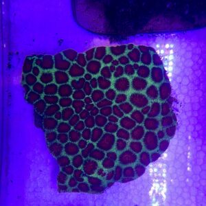 Favia sp. “Pineapple Coral” Red
