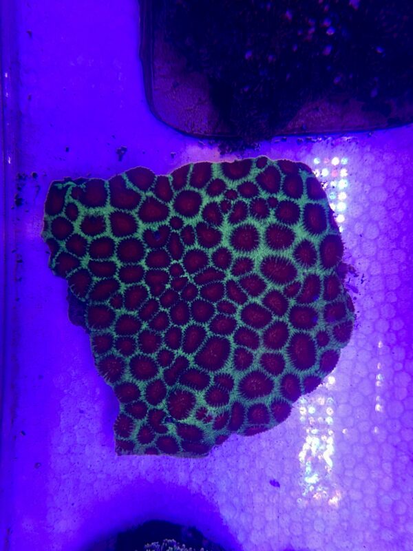 Favia sp. “Pineapple Coral” Red