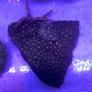 Favite sp. “Pineapple Coral Creatter”