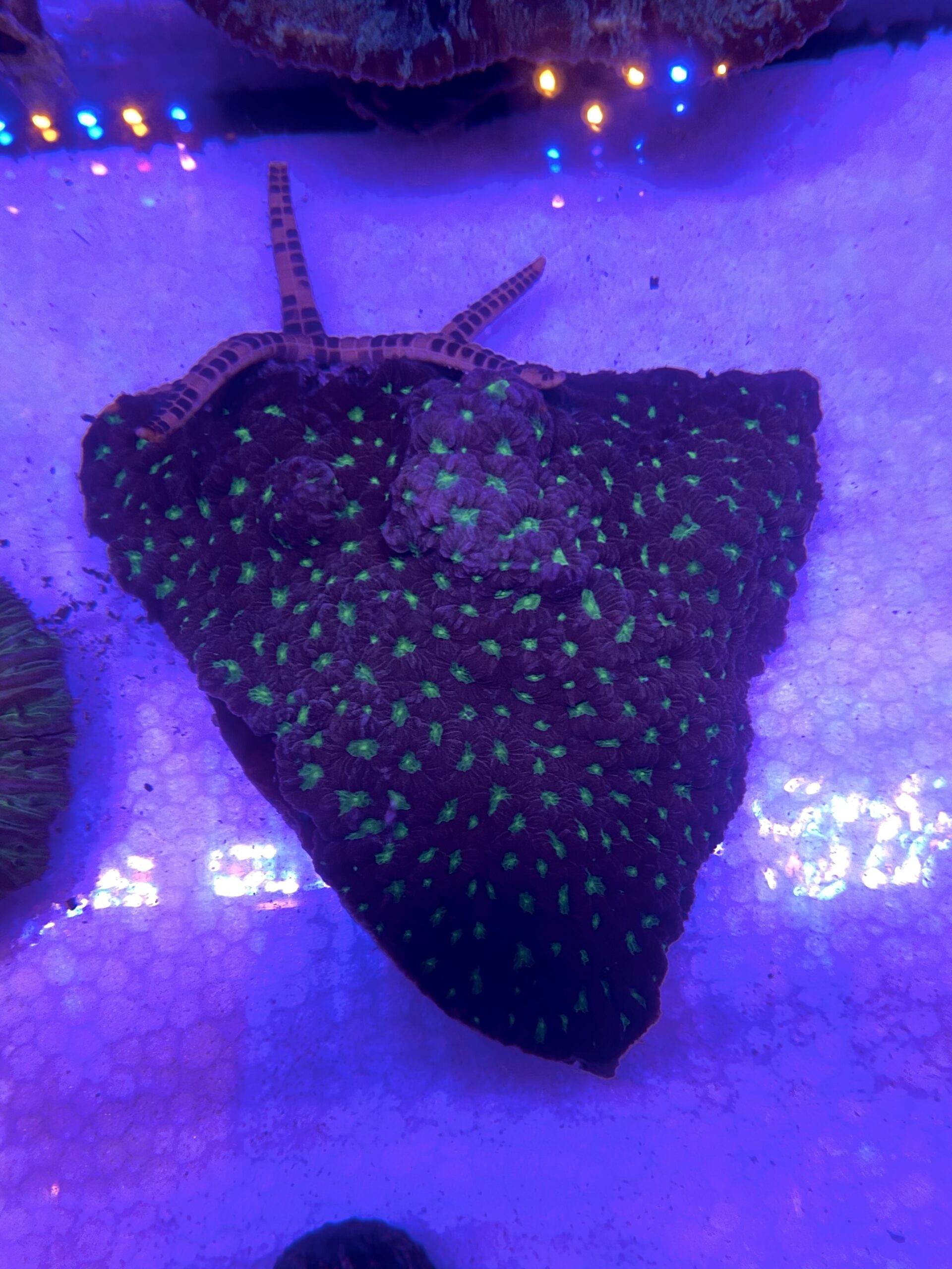 Favite sp. “Pineapple Coral Creatter”
