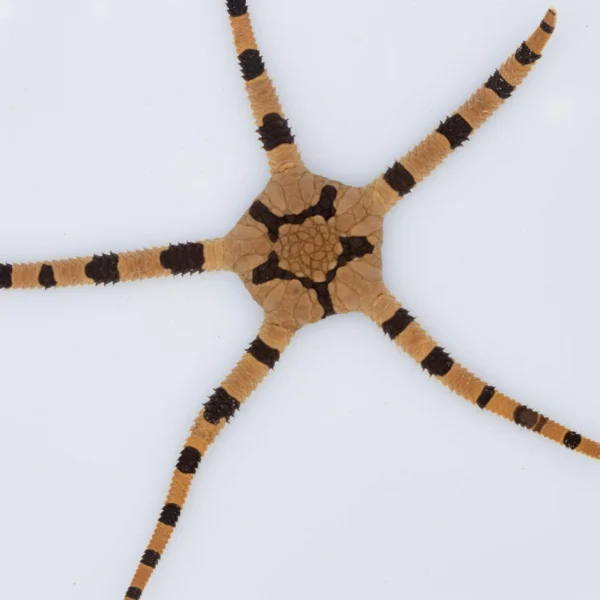 Ophiolepis Superba