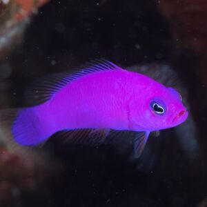 Pseudochromis Porphyreus