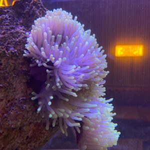 Heteractis Magnifica (Base violeta)