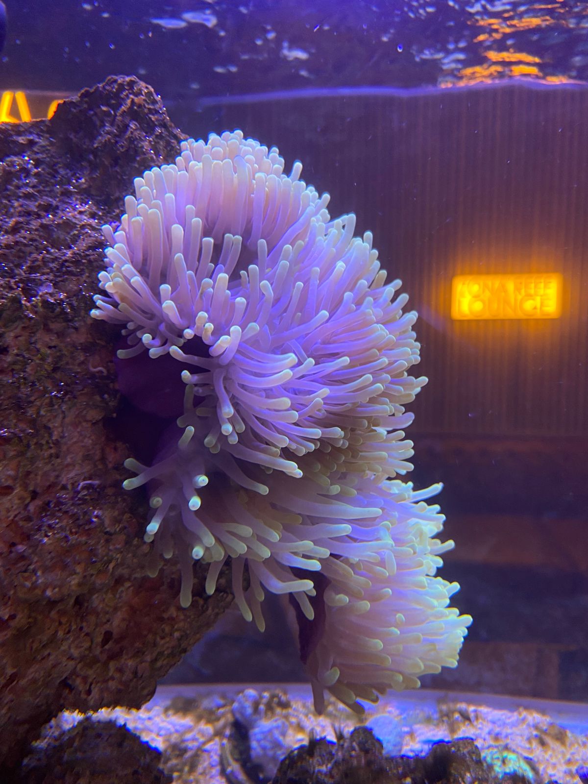 Heteractis Magnifica (Base violeta)