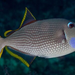 Xanthichthys Auromarginatus