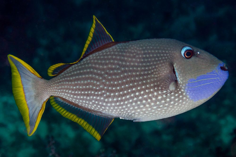 Xanthichthys Auromarginatus