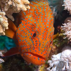 Cephalopholis Miniata Small