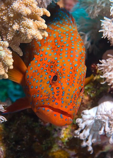 Cephalopholis Miniata Small