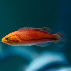 Cirrhilabrus Isosceles (Fairy Wrasse Isosceles)