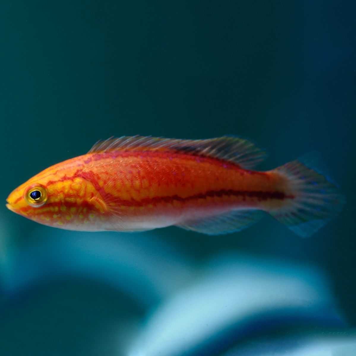 Cirrhilabrus Isosceles (Fairy Wrasse Isosceles)