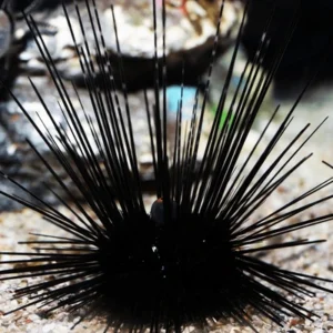 Diadema Antillarum