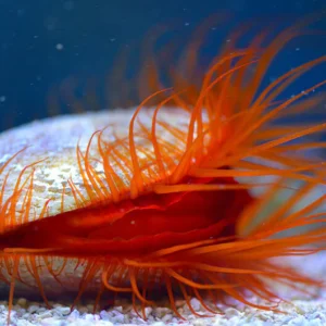 Flame Scallop
