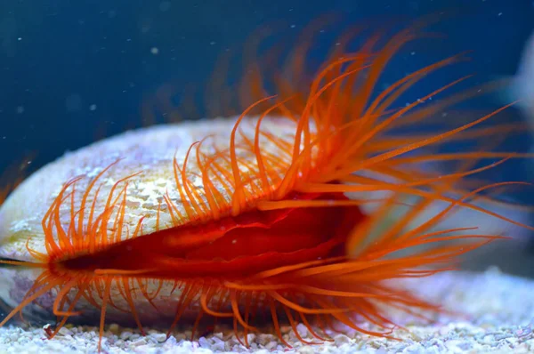 Flame Scallop