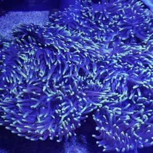 Heteractis Magnifica